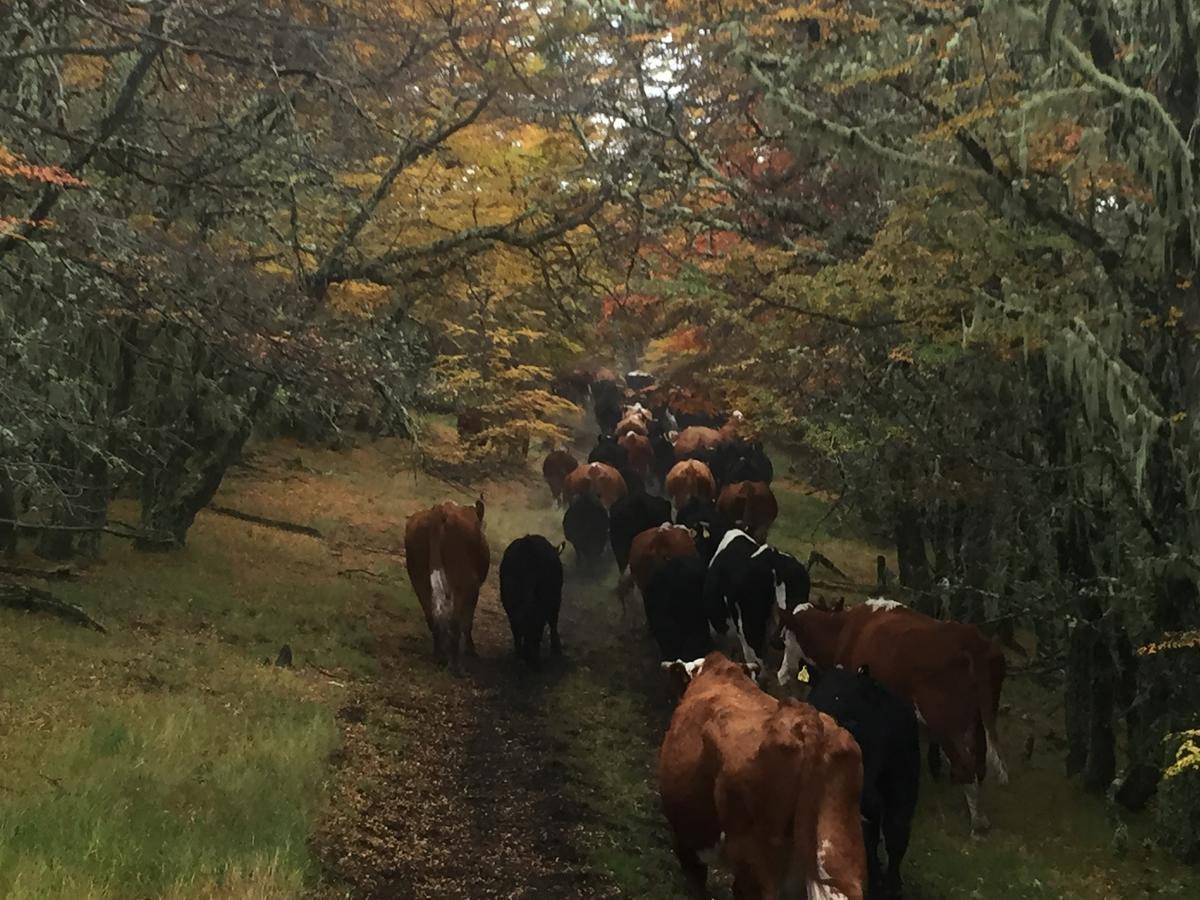 Estancia Dos Elianas Torres del Paine National Park المظهر الخارجي الصورة